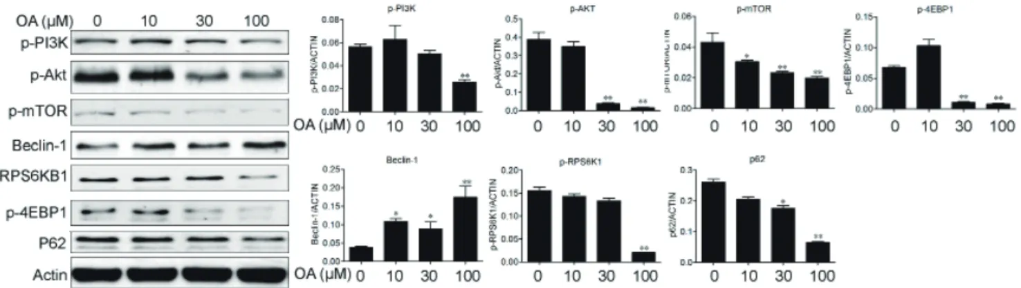 Fig. 4. Oleanolic acid induced autophagy via PI3K/Akt/mTOR pathway. HepG2 cells were cultured with indicated concentrations of OA for 24 h  and protein expression were examined in HepG2 cells