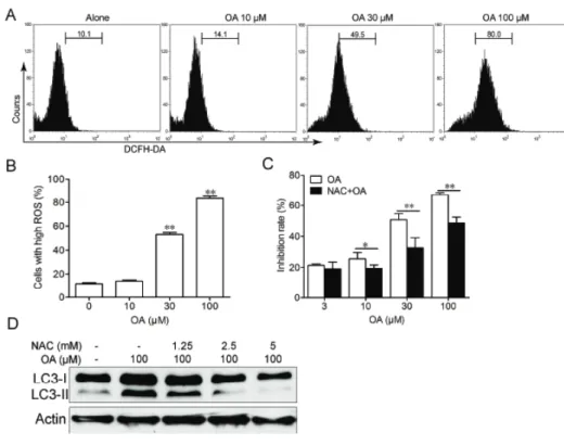 Fig. 5. Autophagy induced by OA in  HepG2 cells was ROS-dependent. 
