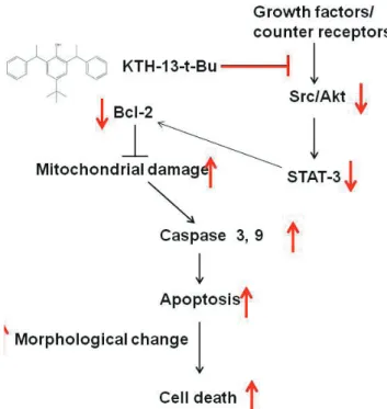 Fig. 5. Putative apoptosis-inducing pathway of KTH-13-t-Bu in can- can-cer cells.