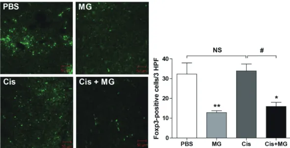Fig. 1. Methyl gallate treatment enhances the anti-tumor effect of  cisplatin therapy
