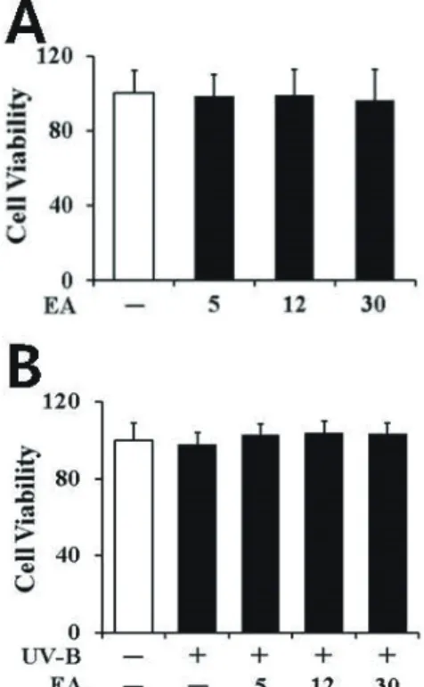 Fig. 3. Non-toxic effects of EA on the cellular viability in human  dermal fibroblasts without (A) or with (B) UV-B irradiation