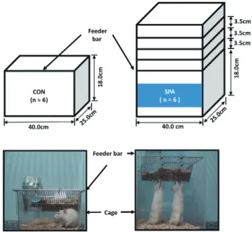 Fig. 1. Experimental device for control (CON) and voluntary stand- stand-up phy sical activity (SPA)