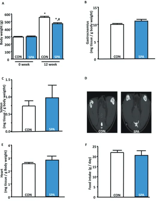 Fig. 2. The changes in body weight  and organ tissues for a period of 12  weeks in the CON and SPA groups
