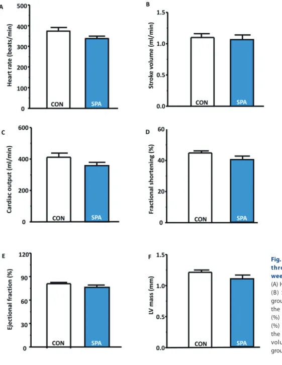 Fig. 3. Cardiac function as measured  through echocardiography at 12  weeks in the CON and SPA groups