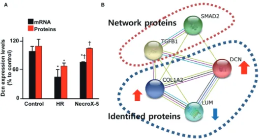 Fig. 1. Proteomics and real-time PCR  analysis for Dcn expression levels in  cardiac tissue