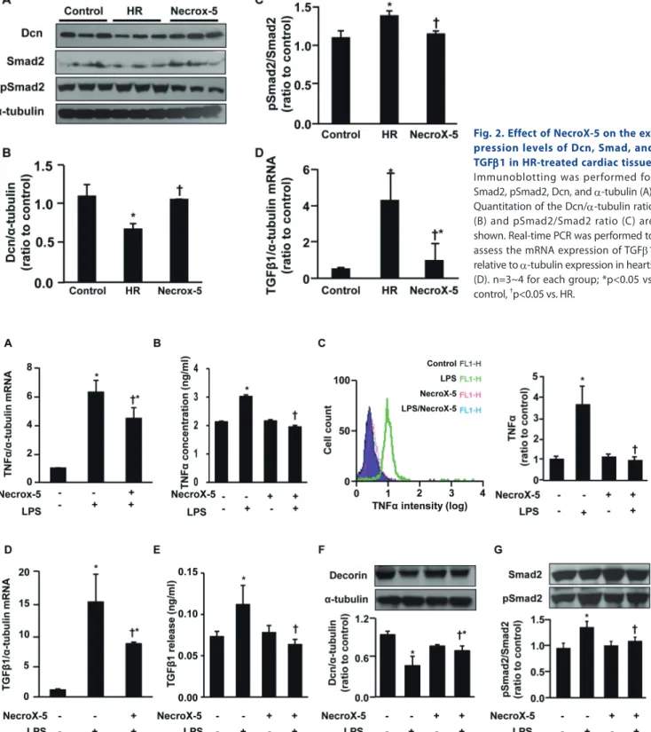 Fig. 2. Effect of NecroX-5 on the ex- ex-pression levels of Dcn, Smad, and  TGF 1 in HR-treated cardiac tissue.