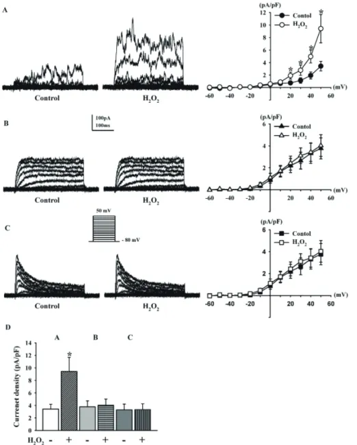 Fig. 1. Identification of outward K + currents in human cardiac fibroblasts  and effect of H 2 O 2 