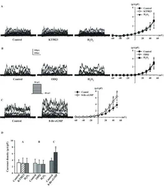Fig. 5C). Fig. 5D shows the effect of H 2 O 2  on the current density  at +50 mV after KT5823 pretreatment (control, 3.20±0.89 pA/pF; 