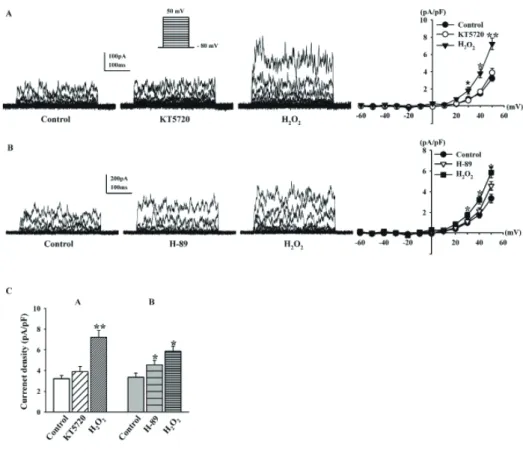 Fig. 6. Effects of PKA pathway mo- mo-dulation on H 2 O 2 -induced BK Ca  current  changes
