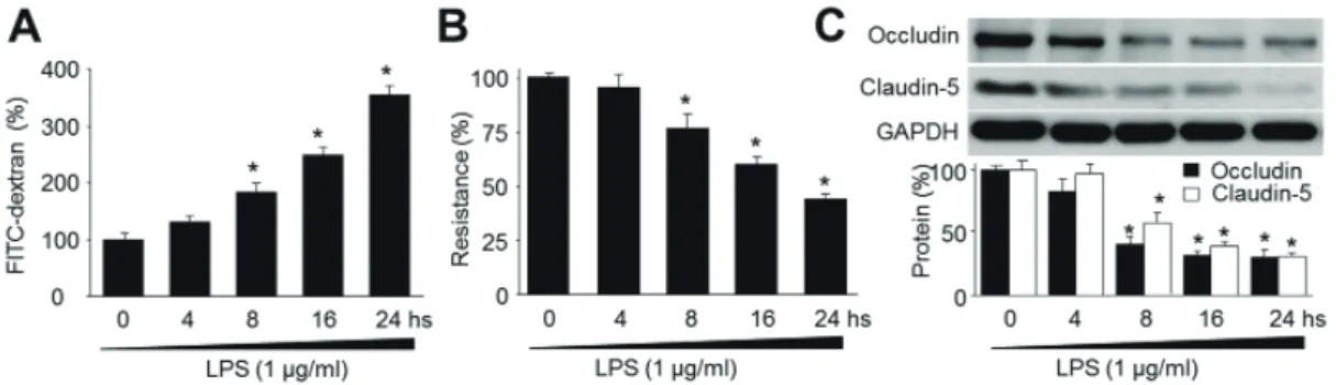 Fig. 1. LPS decreases blood-brain barrier integrity and reduces the expression of tight-junction proteins in human brain microvascular  endothelial cells (HBMECs)