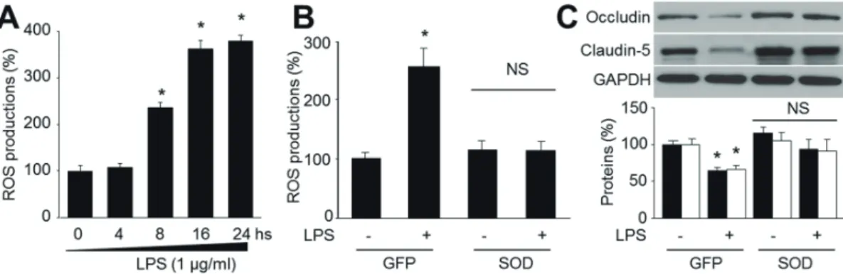 Fig. 2. Reactive oxygen species (ROS) mediates LPS-reduced tight-junction protein expressions in human brain microvascular endothelial  cells (HBMECs)
