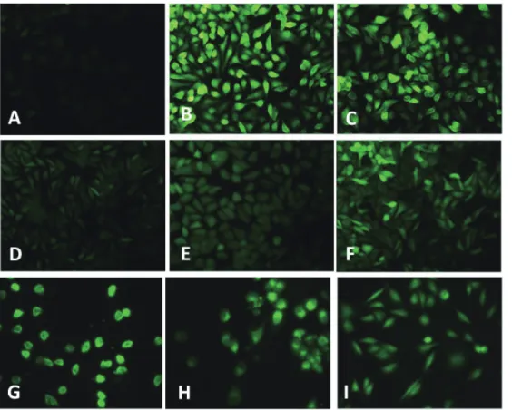 Fig. 2. TNF-  induced ROS for- for-mation in HUVECs. Cells were  treated with TNF-  (10 ng/mL) (B)  and H 2 O 2  (50 M) (C) for 24 h, the  ROS formation was determined  with CM-DCFH 2 -DA