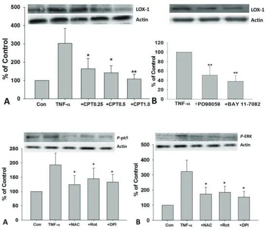 Fig. 4. CPT reversed TNF- -in du- du-ced LOX-1 expression in HUVECs. 