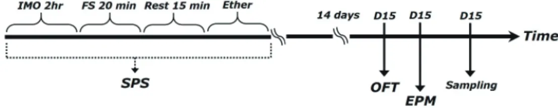 Fig. 1. Experimental schedule used for developing SPS-induced anxiety-like behaviors and IBU treatment