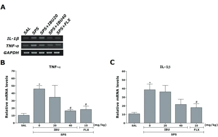 Fig. 5. The effects of IBU administration on the mean number of TNF- - and IL-1-stained hippocampal areas after behavioral tests.