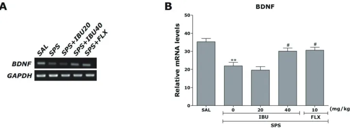 Fig. 7. The effects of IBU administration on expression of BDNF mRNA in rats subjected to SPS for 14 consecutive days