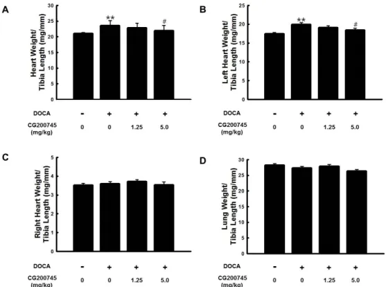 Fig. 3. Effect of CG200745 on heart and lung weight in deoxycorticosterone acetate (DOCA)-induced hypertensive rats