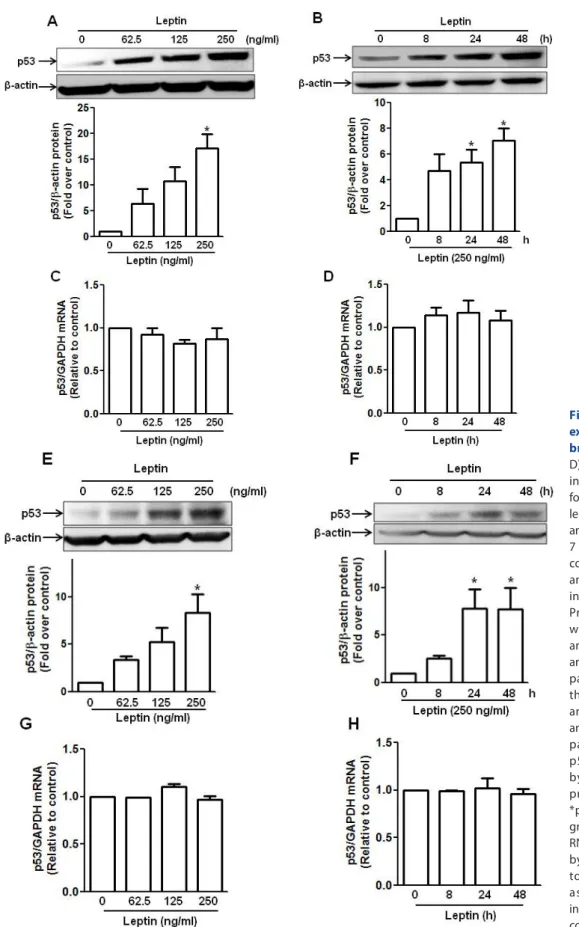 Fig. 1. Effect of leptin on the  expression of p53 in hepatic and  breast cancer cells
