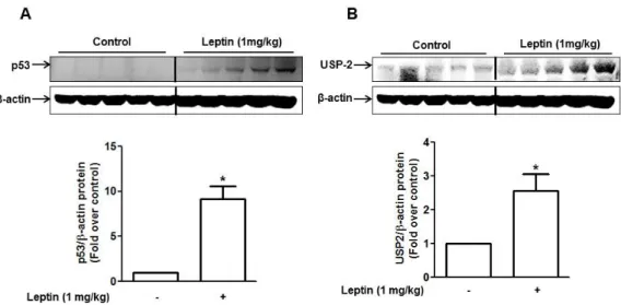 Fig. 2. Effect of leptin on the expression of p53 and USP2 in hepG2 Xenograft tumor model