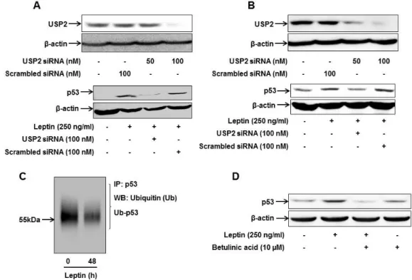 Fig. 3. Role of USP2 in leptin-induced p53 expression in cancer cells. HepG2 cells (A) and MCF-7 cells (B) were transfected with siRNA targeting  USP2 or scrambled control siRNA followed by leptin treatment