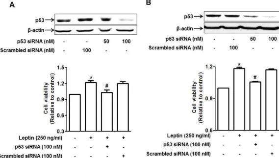 Fig. 4. Involvement of p53 signaling in leptin-induced growth of cancer cells. HepG2 cells (A) and MCF-7 cells (B) were transfected with siRNA  targeting p53 or scrambled control siRNA followed by incubation with leptin for 48 h