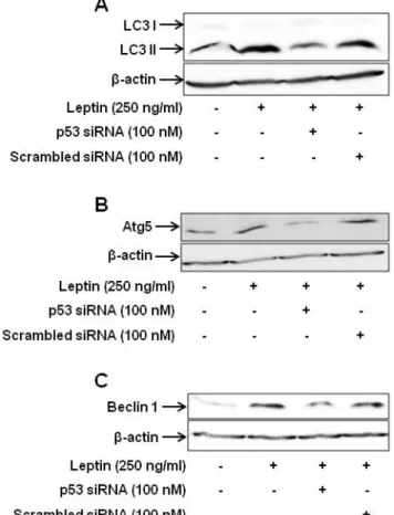 Fig. 7. Role of p53 signaling in leptin-induced increase in the  expression of the genes related with autophagy