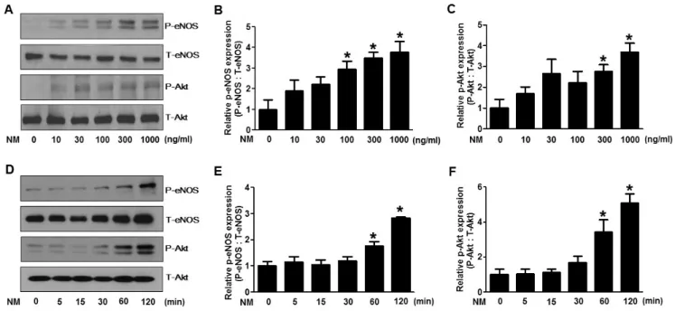 Fig. 1. Nafamostat mesilate (Nm) dose- and time-dependently stimulates phosphorylation of endothelial nitric oxide synthase (eNOS) and  Akt in human umbilical vein endothelial cells (hUVECs)