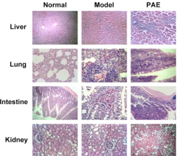 Fig. 4. Histo-pathology of organs from rats in PAE, Model and Nor- Nor-mal experimental groups.