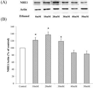 Fig. 6. Activation of NHE1 in HepG2 cell lines after the treatment  with ethanol (10~50 mM) for 24 hours