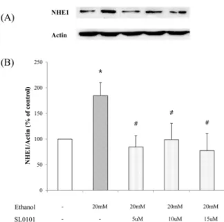 Fig. 7. The effect of inhibitor of p90rsk on the expression of NHE1  in HepG2 cell lines after the treatment with ethanol (20 mM) for  24 hours