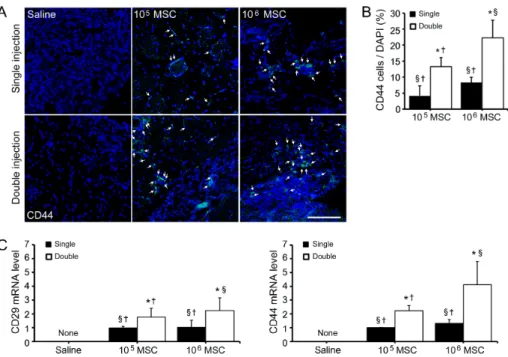 Fig. 1. Increased MSCs survival after double injections of MSCs in the limb ischemia animal model