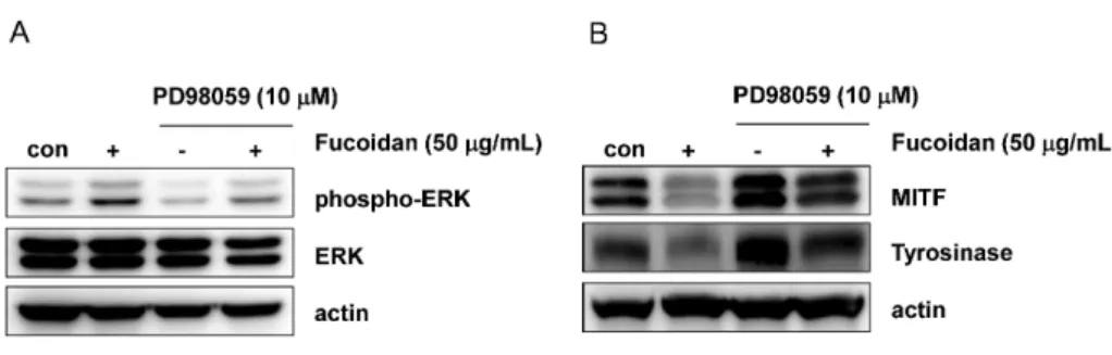 Fig. 6.  Effects of fucoidan on ERK pho- pho-sphorylation and expression of MITF  and tyrosinase in the presence of  PD-98059