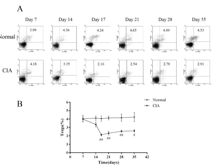 Fig. 3. Proportion of peripheral blood CD4+CD25+ Tregs during the arthritis progress. (A) Flow cytometry of peripheral blood CD4+CD25+
