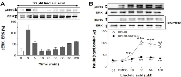 Fig. 2. Effect of linoleic acid on ERK activation and glucose-stimulated insulin secretion in RIN-40 cell line