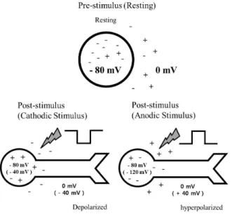 Fig. 5. Schematic diagram showing the effect of stimulus waveform  of current pulse on proximal part of cell soma