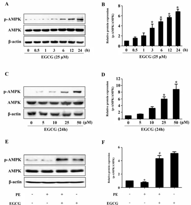 Fig. 2. EGCG treatment increases AMPK phosphorylation. (A and B) H9C2 cardiomyocytes were treated with various concentrations of  EGCG for 24 h