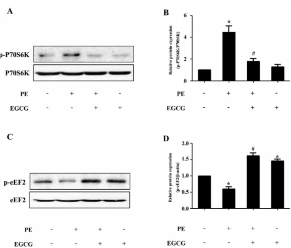 Fig. 3. EGCG decreases the p70S6K phosphorylation and increases the eEF2 phosphorylation