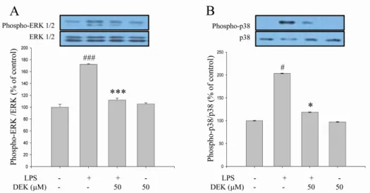 Fig. 3. Inhibitory effects of DEK on ERK phosphorylation in LPS-stimulated microglia. BV-2 microglial cells were pretreated with DEK  (50  μM) for 1 h and then stimulated with LPS (1 μg/ml) in the presence of DEK for 30 min