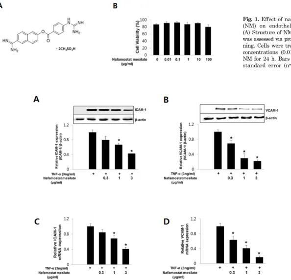 Fig. 1. Effect of nafamostat mesilate  (NM) on endothelial cell viability. 