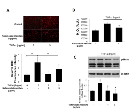 Fig. 3. Effect of NM on the TNF-α-induced production of reactive oxygen species (ROS) in HUVECs