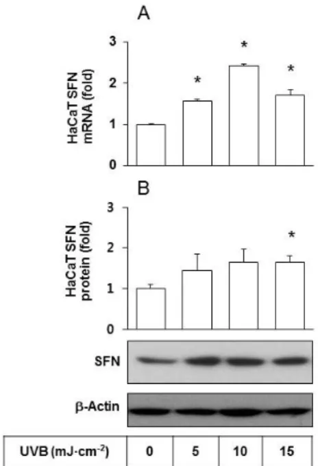 Fig. 1. Effects of UVB irradiation  SFN expression/release of HaCaT  cells. HaCaT cells were irradiated  with UVB at 5∼15 mJ cm -2  and  in-cubated for 24 h