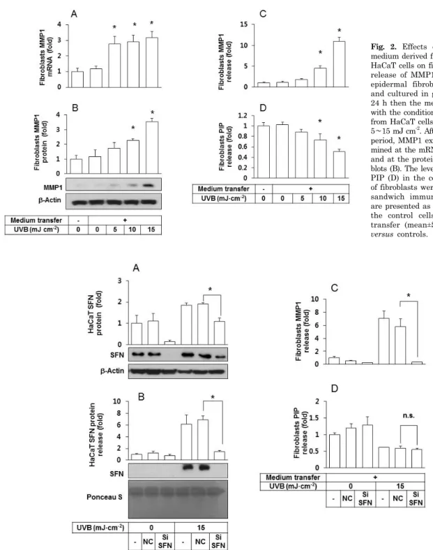 Fig. 2. Effects of the conditioned  medium derived from UVB-irradiated  HaCaT cells on fibroblast expression/ 
