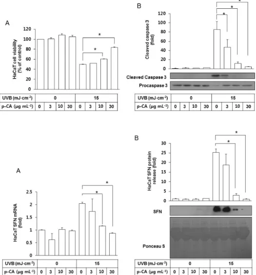 Fig. 4. Effects of p-CA on the UVB-  induced cytotoxicity and caspase 3  activation in HaCaT cells