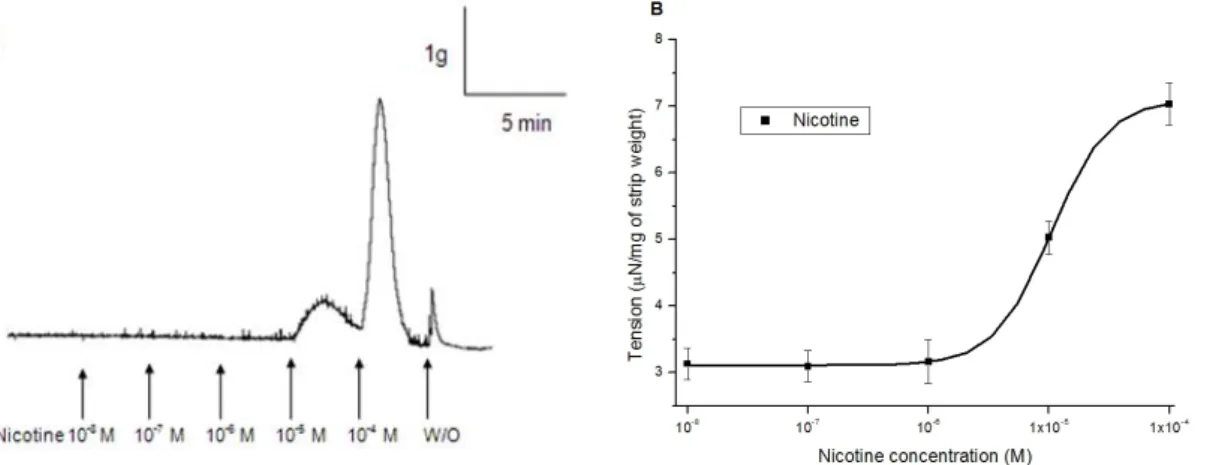 Fig. 2. Effect of hexamethonium (10 -5  M) on nicotine-induced con- con-tractions. Hexamethonium almost completely inhibited the  nico-tine-induced contractions