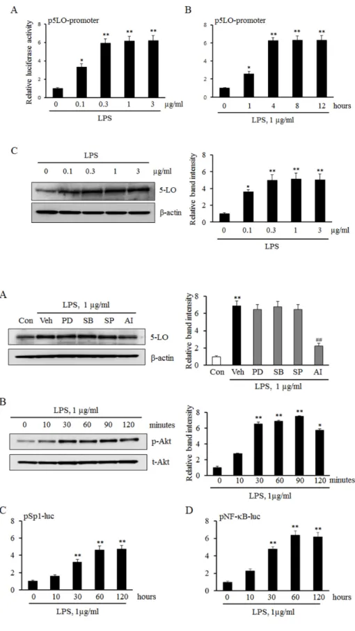 Fig. 2. Effects of various signal  pathway inhibitors on LPS-induced  5-LO expression