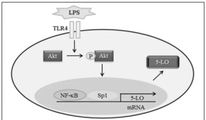Fig. 5. Schematic diagram showing the signal pathways involved  in LPS-induced 5-LO expression in Monocytes.