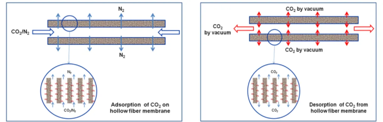 Fig. 2. Schematic representation of adsorption and desorption processes on APM.