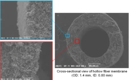 Fig. 4. SEM pictures of APM fabricatded by TIPS (Thermally Induced Phase Separation) with a dope solution composed of  polypropylene, diluents, and zeolite 13X (28.8/14.6/56.6 by weight ratio)