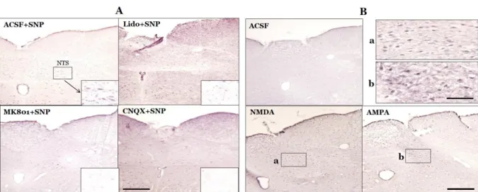 Fig. 2. Photomicrographs showing the effect of glutamate on pERK expression in the nucleus tractus solitarius (NTS)