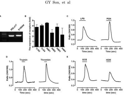 Fig. 1. Expression of bacterial pathogens-associated molecular patterns (PAMPs) or allergic mediators-associated receptors and Ca 2+ -induced  signaling in primary cultured human periodontal ligament (PDL) fibroblasts
